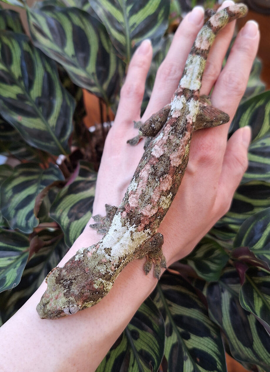 Voodoo Child (ET Geckos, Erso x Skywalker)