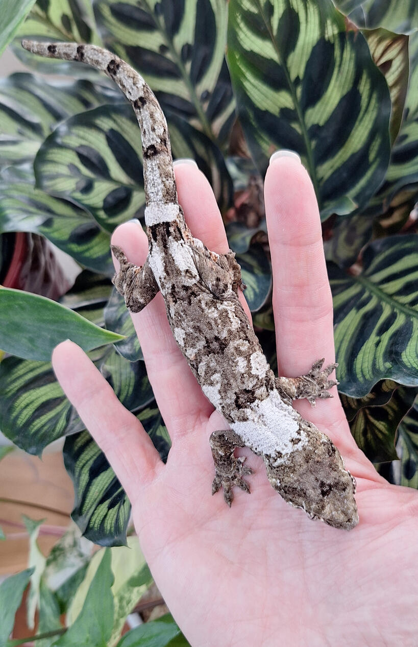 Brain Zap (Empire Exotics, Nor'easter x Dreamsicle)