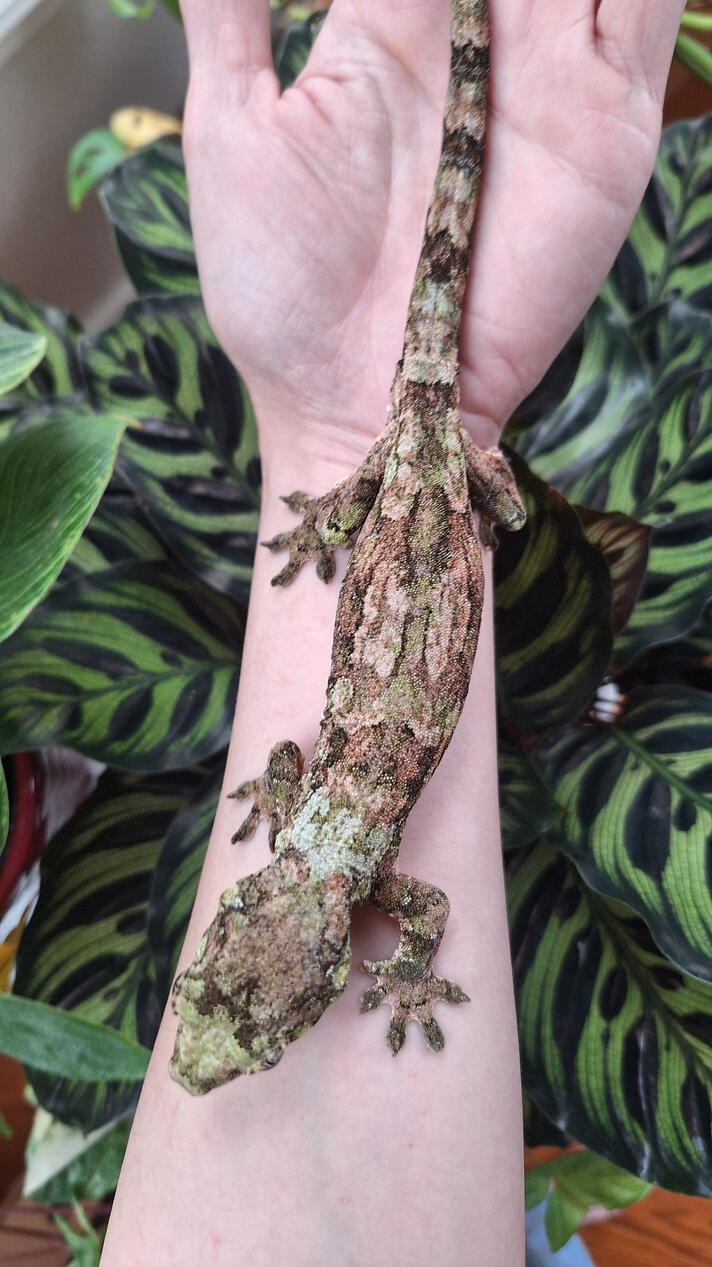 Flower (ET Geckos, Admiral x Calamari)