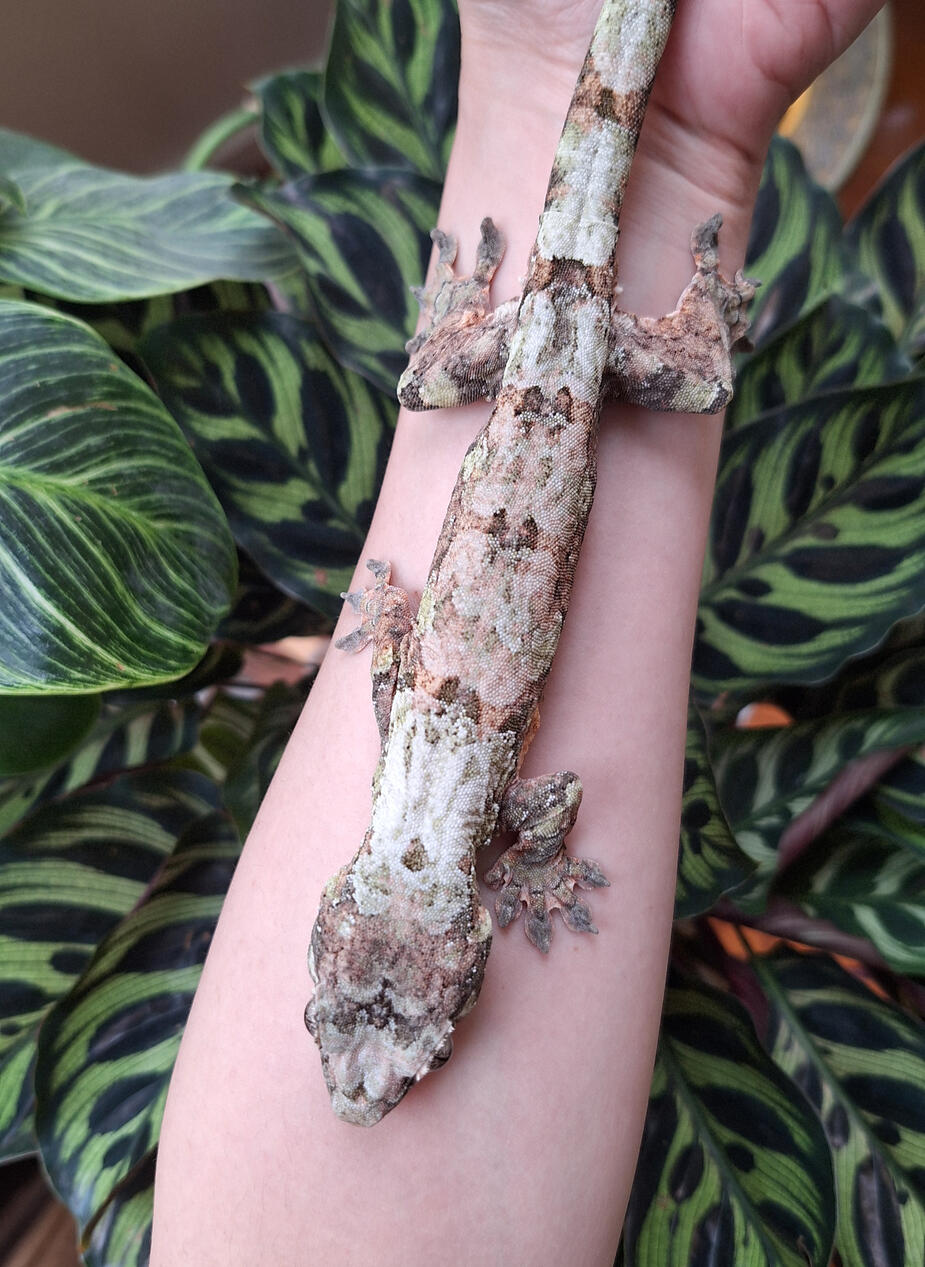 Cutty Bang (Troy's Geckos, Yv x Darnell)