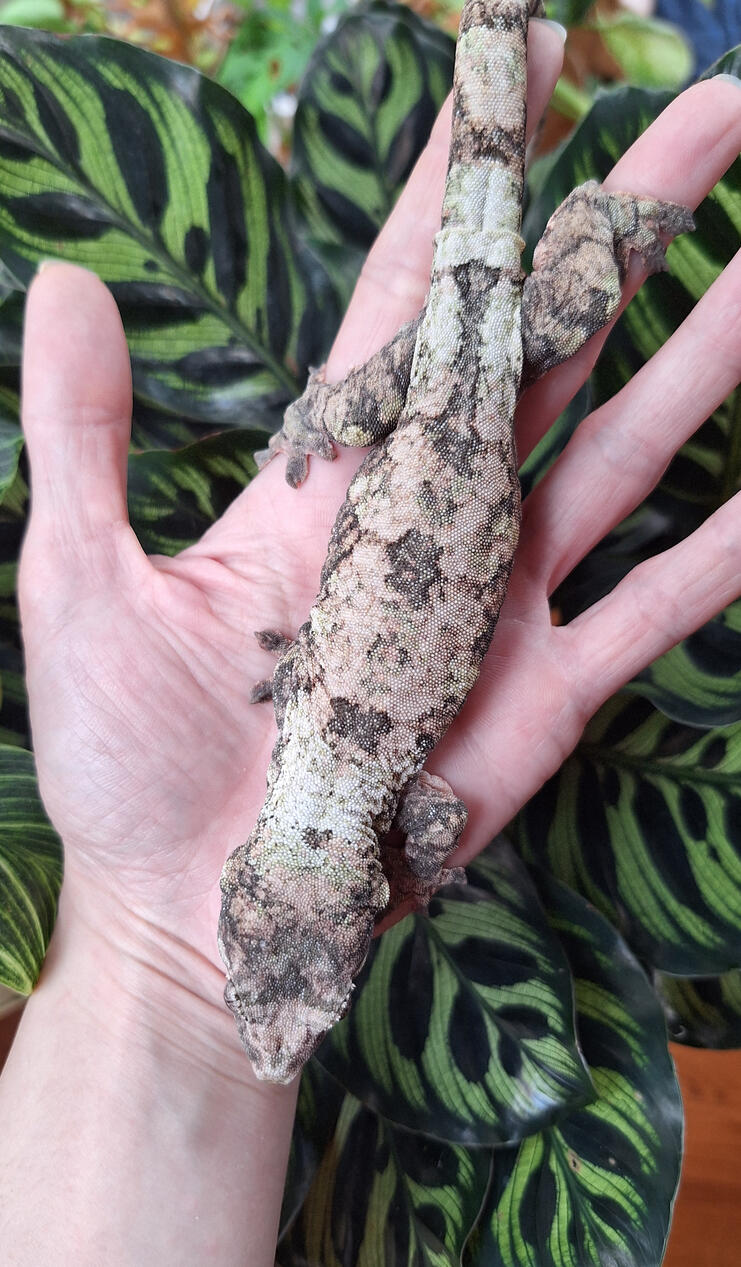 Calleja (De novo gecko, Barracho x Izzie)