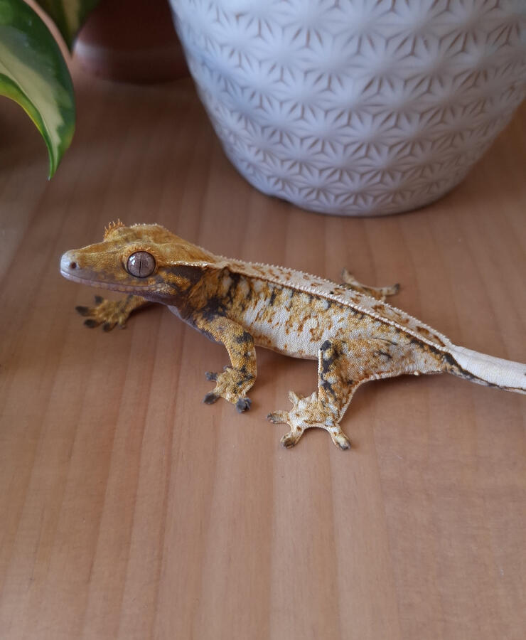 Honeypot (SO Geckos, King x Mocha)