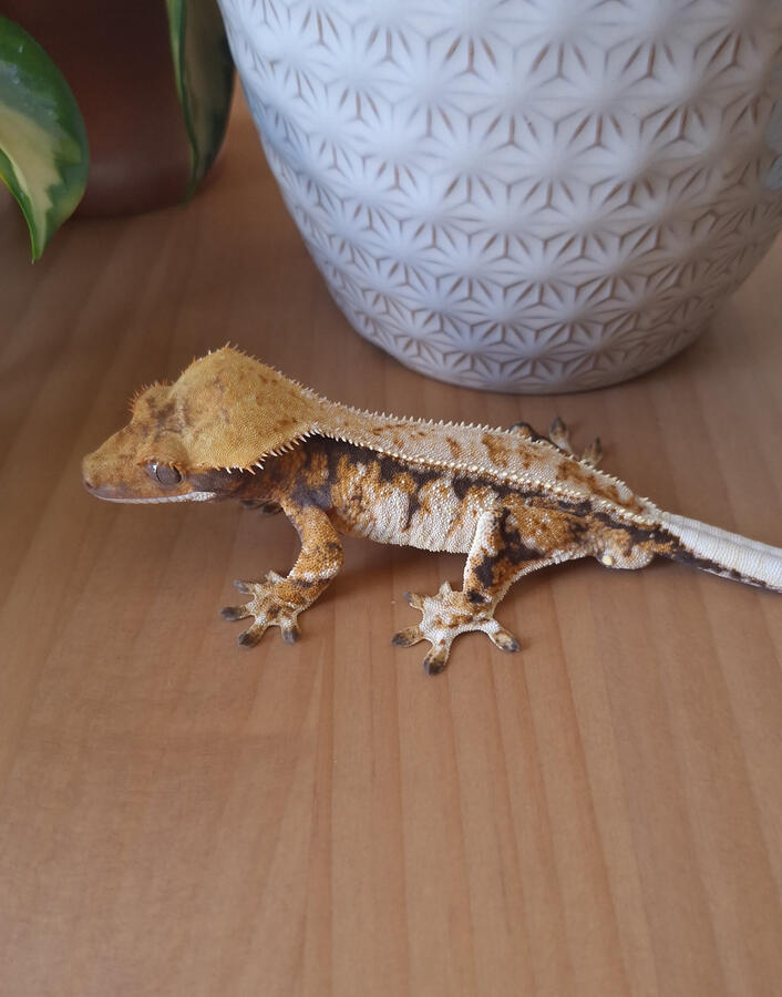 Devil you know (Aaron's Reptile Corner, Sound like a Siren x Melomaniac)