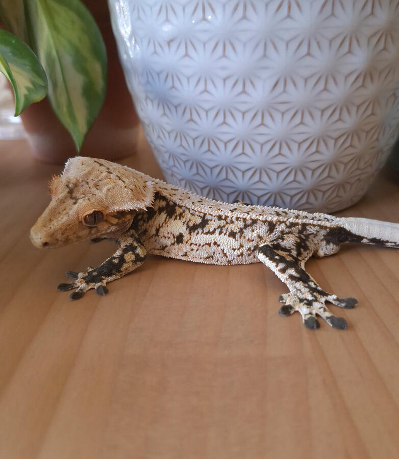 Dorodango (Jackie's Critter Collection, Holy Ravioli x Cruella)