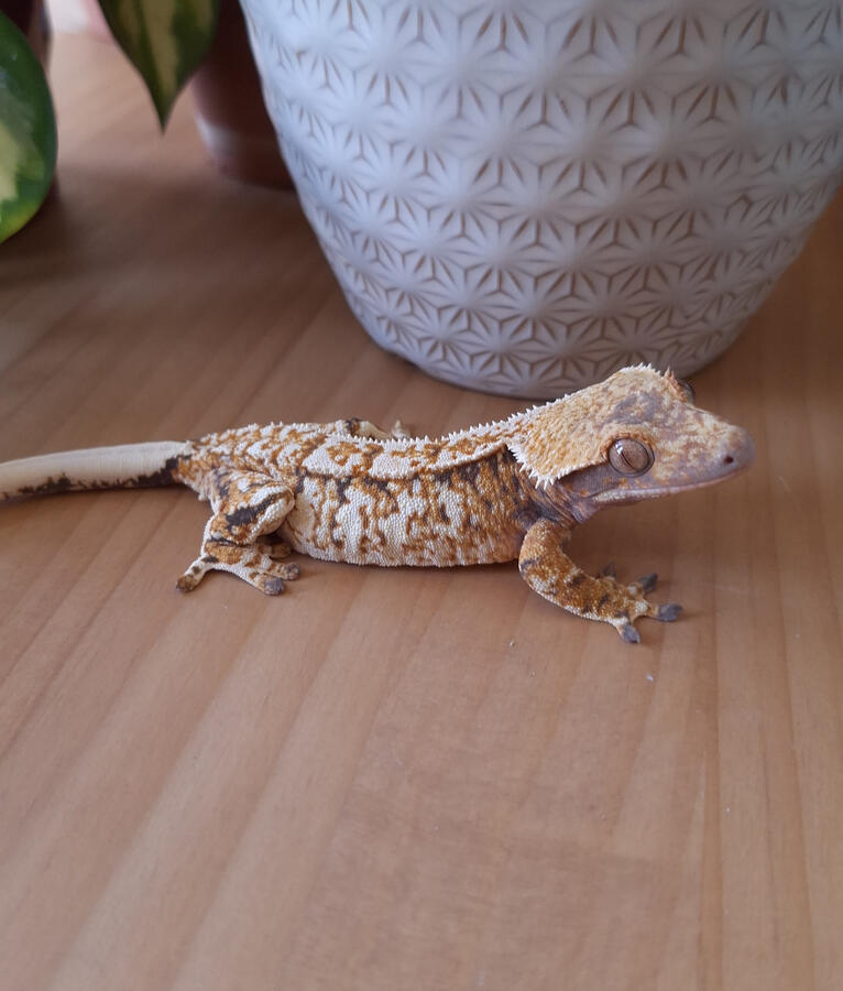 Dolores (Keys Geckos, Hannibal x Oyuki)